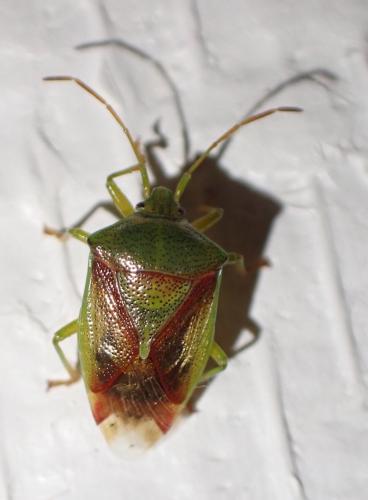 Elasmostethus sp.